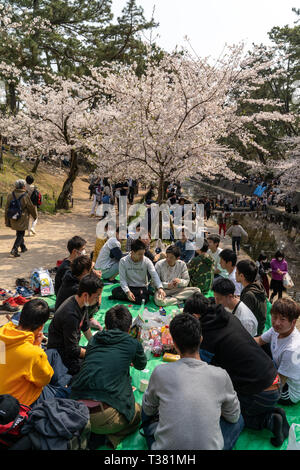 Les gens se sont réunis pour voir les cerisiers en fleurs, 'Hana-mi', ou d'avoir le traditionnel pique-nique sous eux dans le bain soleil du printemps à Shukugawa, près de Nishinomiya au Japon. Un endroit populaire, avec une rangée de cerisiers de chaque côté de la rivière. Banque D'Images