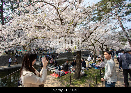 Les gens se sont réunis pour voir les cerisiers en fleurs, 'Hana-mi', ou d'avoir le traditionnel pique-nique sous eux dans le bain soleil du printemps à Shukugawa, près de Nishinomiya au Japon. Un endroit populaire, avec une rangée de cerisiers de chaque côté de la rivière. Banque D'Images