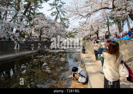 Les gens se sont réunis pour voir les cerisiers en fleurs, 'Hana-mi', ou d'avoir le traditionnel pique-nique sous eux dans le bain soleil du printemps à Shukugawa, près de Nishinomiya au Japon. Un endroit populaire, avec une rangée de cerisiers de chaque côté de la rivière. Banque D'Images