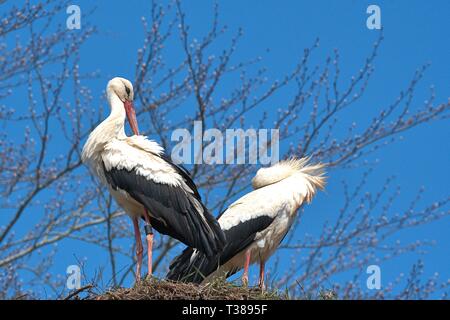 Bergenhusen, Deutschland. 06 avr, 2019. Une paire de cigogne blanche (Ciconia ciconia), également appelé rattle stork, pendant le lissage dans leur nid dans le village stork Bergenhusen au Schleswig-Holstein. Dans le village de l'Allemagne du Nord, il est l'une des plus grandes colonies de cigognes en Europe. Catégorie : Oiseaux (Aves), l'ordre : Ciconiiformes (Schreitvogel), Famille : Cigognes (Ciconiidae), Genre : Vrai Stork (Ciconia), essence : White Stork | Conditions de crédit dans le monde entier : dpa/Alamy Live News Banque D'Images