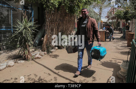 Gaza, Rafah, la Palestine. Apr 7, 2019. Un homme vu des cages contenant des animaux dans un zoo lors d'une évacuation.Les membres de la Société internationale pour la protection des animaux quatre archets pour animaux sur la partie palestinienne pour les déplacer dans certaines zones protégées en Jordanie le 7 avril 2019. - Quarante animaux ont été secourus, dont cinq noirs sur les conditions difficiles dans la bande de Gaza, selon le groupe de bien-être animal le locateur a été exposé à des difficultés financières. Credit : Yousef Masoud SOPA/Images/ZUMA/Alamy Fil Live News Banque D'Images