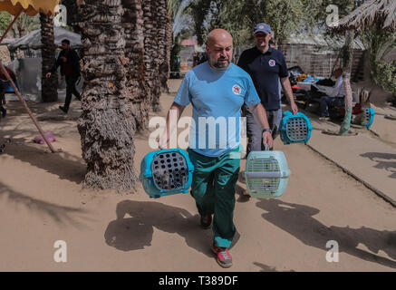 Gaza, Rafah, la Palestine. Apr 7, 2019. Un homme vu des cages contenant des animaux dans un zoo lors d'une évacuation.Les membres de la Société internationale pour la protection des animaux quatre archets pour animaux sur la partie palestinienne pour les déplacer dans certaines zones protégées en Jordanie le 7 avril 2019. - Quarante animaux ont été secourus, dont cinq noirs sur les conditions difficiles dans la bande de Gaza, selon le groupe de bien-être animal le locateur a été exposé à des difficultés financières. Credit : Yousef Masoud SOPA/Images/ZUMA/Alamy Fil Live News Banque D'Images