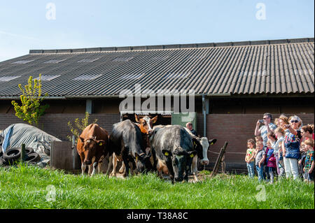 Volkel, Drenthe, Pays-Bas. Apr 7, 2019. Les vaches sont vus aller dehors pour la première fois cette année. Chaque année, de fermes dans tout le Pays-bas choisissez une date pour laisser leurs vaches dans les pâturages et l'annoncer au public via des sites web etc. En raison des températures de gel dans les Pays-Bas, les vaches laitières sont portées à l'intérieur pour les mois d'hiver. Alors, en cette journée spéciale, généralement sur un week-end en avril, les portes de grange sont ouverts et les vaches en sprint. Credit : ZUMA Press, Inc. Crédit : ZUMA Press, Inc./Alamy Live News Banque D'Images