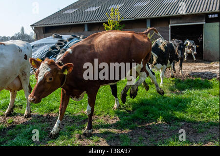 Volkel, Drenthe, Pays-Bas. Apr 7, 2019. Les vaches sont vus à l'extérieur pour la première fois. Chaque année, de fermes dans tout le Pays-bas choisissez une date pour laisser leurs vaches dans les pâturages et l'annoncer au public via des sites web etc. En raison des températures de gel dans les Pays-Bas, les vaches laitières sont portées à l'intérieur pour les mois d'hiver. Alors, en cette journée spéciale, généralement sur un week-end en avril, les portes de grange sont ouverts et les vaches en sprint. Credit : ZUMA Press, Inc./Alamy Live News Banque D'Images