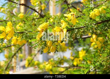 Close Up of Fresh Senna Auriculata Matura, Arbre à thé, ou Ranawara Svaram fleurs sur les branches d'arbres. Banque D'Images