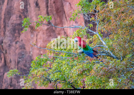 Red-et-Ara vert reposant dans l'arbre, Ara chloropterus, bonite, Mato Grosso do Sul, Brésil Banque D'Images