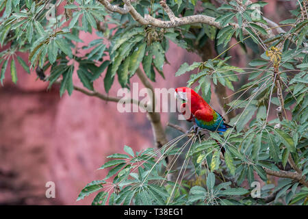 Red-et-Ara vert reposant dans l'arbre, Ara chloropterus, bonite, Mato Grosso do Sul, Brésil Banque D'Images