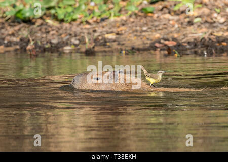 Femelle Capybara, Hydrochoerus hydrochaeris, Pantanal, Mato Grosso do Sul, Brésil Banque D'Images