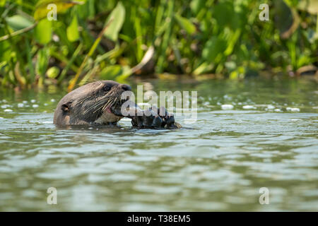 La loutre géante, manger du poisson du fleuve Paraguay, Pteronura brasiliensis, Pantanal, Brésil Banque D'Images