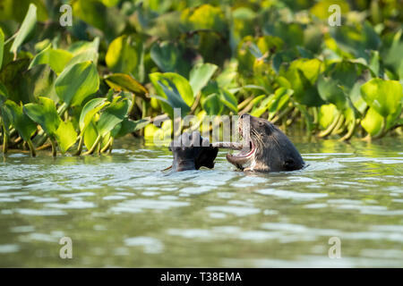 La loutre géante, manger du poisson du fleuve Paraguay, Pteronura brasiliensis, Pantanal, Brésil