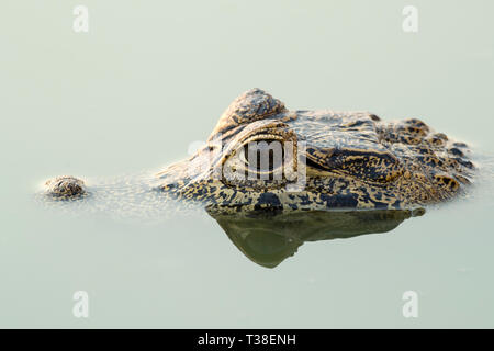 Cuiaba River, fleuve Paraguay, Pantanal, Brésil Banque D'Images