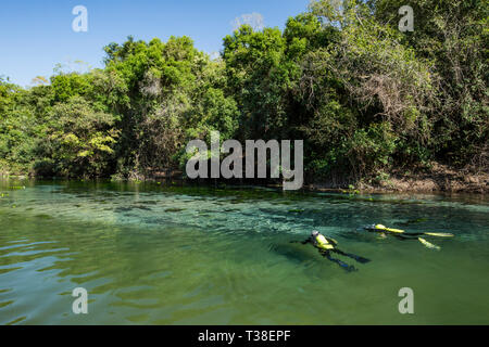 La plongée dans la rivière Formoso, Pantanal, Mato Grosso, Brésil Banque D'Images