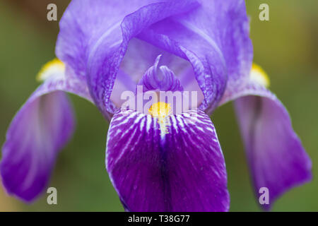 Iris germanica, Fleurs Iris Close Up Banque D'Images