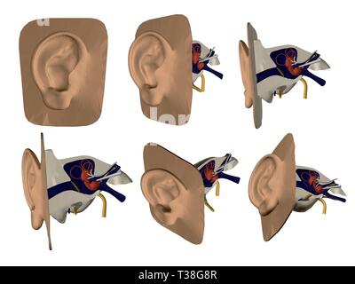 Ensemble avec le modèle de l'oreille humaine. Les organes internes de l'oreille. Structure de l'oreille humaine. Avant, côté, vue isométrique. 3D. Vector illustration Illustration de Vecteur