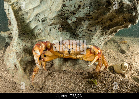 Crabe d'eau douce, Sylviocarcinus australis, rivière Formoso, bonite, Mato Grosso do Sul, Brésil Banque D'Images