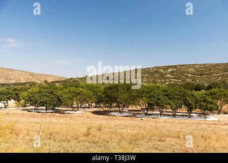 Mastic Mastic arbres dans le champ à l'île de Chios en Grèce. Banque D'Images