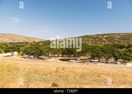 Mastic Mastic arbres dans le champ à l'île de Chios en Grèce. Banque D'Images