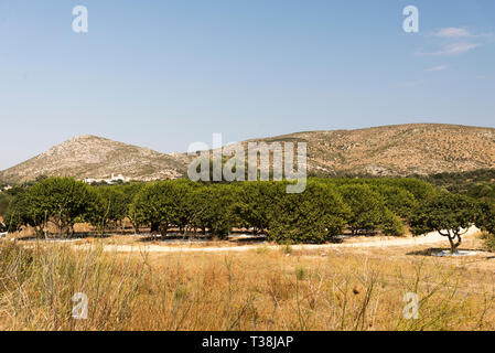 Mastic Mastic arbres dans le champ à l'île de Chios en Grèce. Banque D'Images