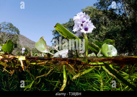 Hyazinth d'eau, Eichhornia sp., l'Aquario Natural, bonite, Mato Grosso do Sul, Brésil Banque D'Images