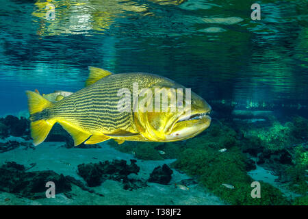 Salminus brasiliensis, Dorado Eau douce, Rio da Prata, bonite, Mato Grosso do Sul, Brésil Banque D'Images