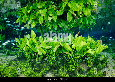 Les plantes sous-marines en Nascente Azul, Nascente Azul, Mato Grosso do Sul, Brésil Banque D'Images