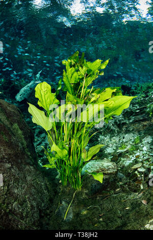 Les plantes sous-marines en Nascente Azul, Nascente Azul, Mato Grosso do Sul, Brésil Banque D'Images