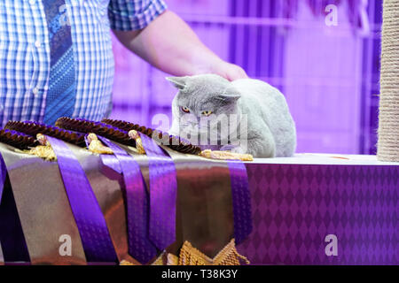 Korat Thaï Fat Cat, fourrure gris et jaune des yeux, avec étiquette ruban gagnant. Banque D'Images