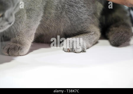 Close up Thai Korat Cat Claw, gris fourrure sur le tableau blanc. Banque D'Images