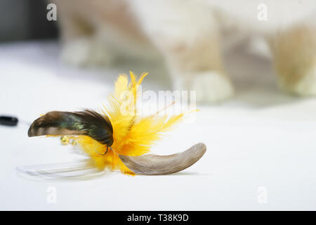 Jouet pour chat ; noir - Plume jaune sur la table Banque D'Images