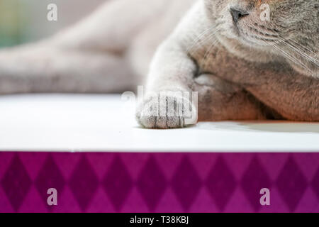 Close up Thai Korat Cat Claw, gris fourrure sur le tableau blanc. Banque D'Images