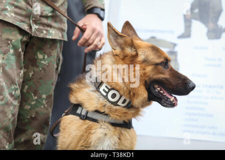 Berger allemand chien de l'armée formé pour détecter des explosifs, avec son entraîneur de l'armée roumaine Banque D'Images
