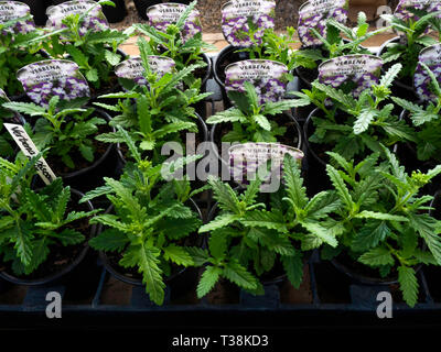 Affichage pépinière de jeunes plants de fleurs dans une serre au début du printemps à la Verveine Obsession twister pourpre pour la vente ultérieure comme plantes à massifs Banque D'Images