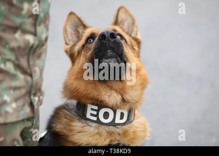 Berger allemand chien de l'armée formé pour détecter des explosifs, avec son entraîneur de l'armée roumaine Banque D'Images