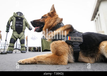 Berger allemand chien de l'armée formé pour détecter des explosifs, avec son entraîneur de l'armée roumaine Banque D'Images