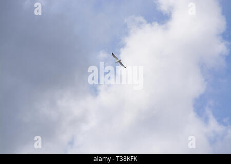 Vol de mouettes passage contre un ciel bleu et nuageux à Mallorca, Espagne. Banque D'Images