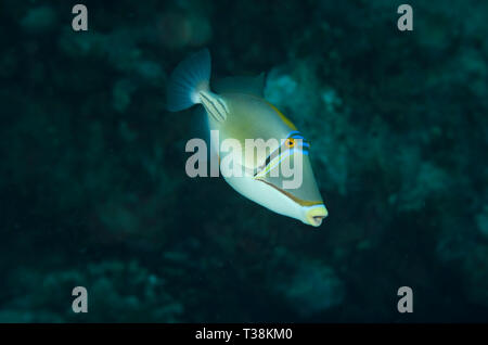 Rhinecanthus assasi, Balistes Picasso, sur les récifs coralliens de la mer rouge, Egypte Banque D'Images