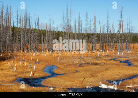 Les petits cours d'eau et graminées automne contraste avec les morts pins tordus à tangled Creek Parc national de Yellowstone Banque D'Images