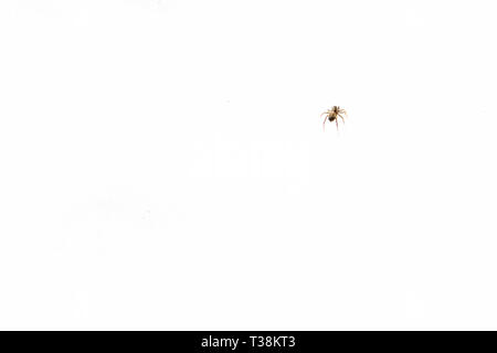 Peu d'araignées noires sur la neige au début du printemps Banque D'Images