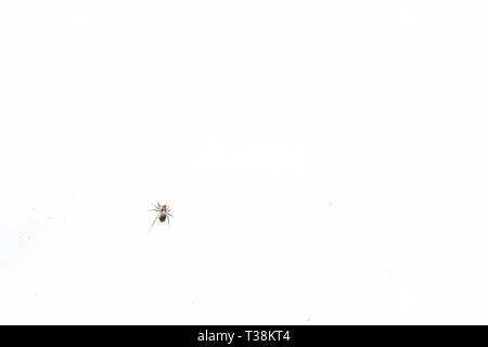 Peu d'araignées noires sur la neige au début du printemps Banque D'Images