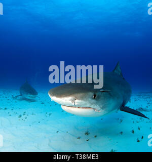 Approche de tiger sharks sur le fond de sable, l'un très proche. Plage du tigre, Bahamas Banque D'Images