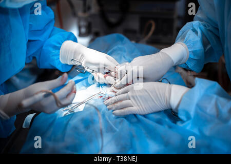 Libre à mains chirurgien peu bloody gants blancs faire l'opération. Banque D'Images