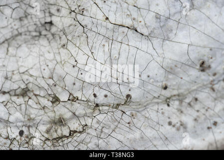 Fomes fomentarius, Amadou champignon texture macro Banque D'Images