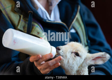 L'agneau étant nourries par bouteille - bouteille - agneau orphelin fed Banque D'Images