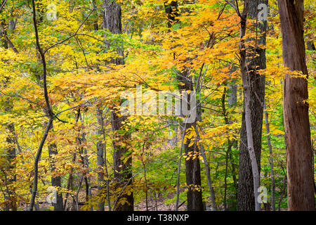 Couleurs d'automne la création de motifs abstraits sur divers arbres le long du sentier haute Tor. Tor haut State Park, New York Banque D'Images