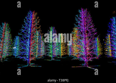 'Sasha' Arbres par Adam Decolight Canary Wharf à feux d'hiver 2019 Festival, London, UK Banque D'Images