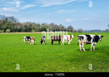 C'est une photo de plusieurs vaches qui paissent dans un champ en Irlande Banque D'Images