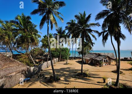 Cour de sable et de palmiers en bord de mer à Kalpitiya, Sri Lanka Banque D'Images