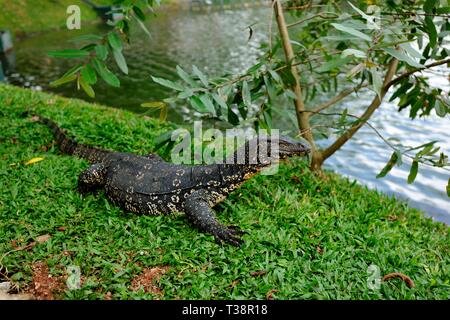 Varan séchage par le lac de Kandy, Sri Lanka Banque D'Images