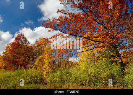 Couleurs d'automne de la décoration d'une variété d'arbres le long d'un pré. Kennedy Dells County Park, New York Banque D'Images