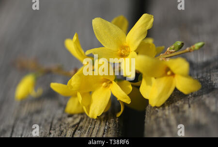 Forsythia connu sous le nom de fleurs de printemps dans la nature Banque D'Images